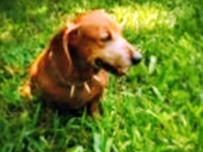 Hotel Canino SM
